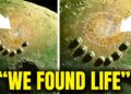 NASA: ALIEN Civilization Spotted on Proxima B – Signal Confirms It!