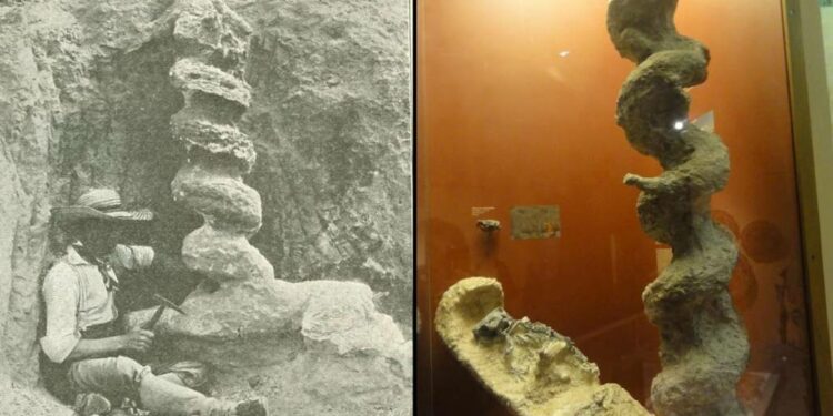 The Mystery of the “Devil’s Corkscrews”: The Bizarre Nebraska Fossils That Baffled Scientists