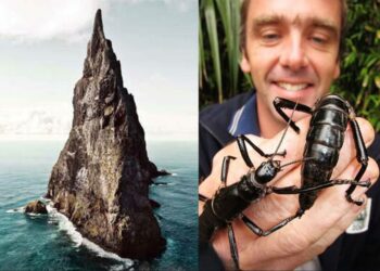 The Lord Howe Island phasmid story