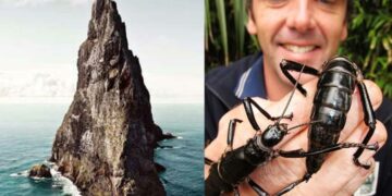 The Lord Howe Island phasmid story