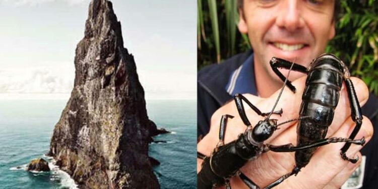 The Lord Howe Island phasmid story